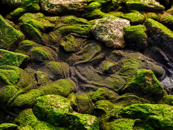 Concrete Nature