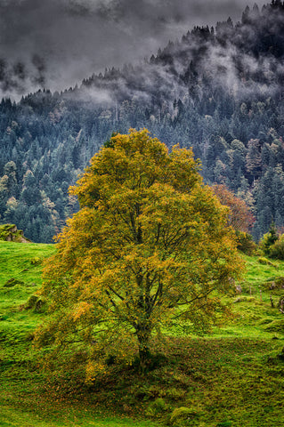 Last Tree Standing