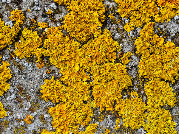 Micro Flora
